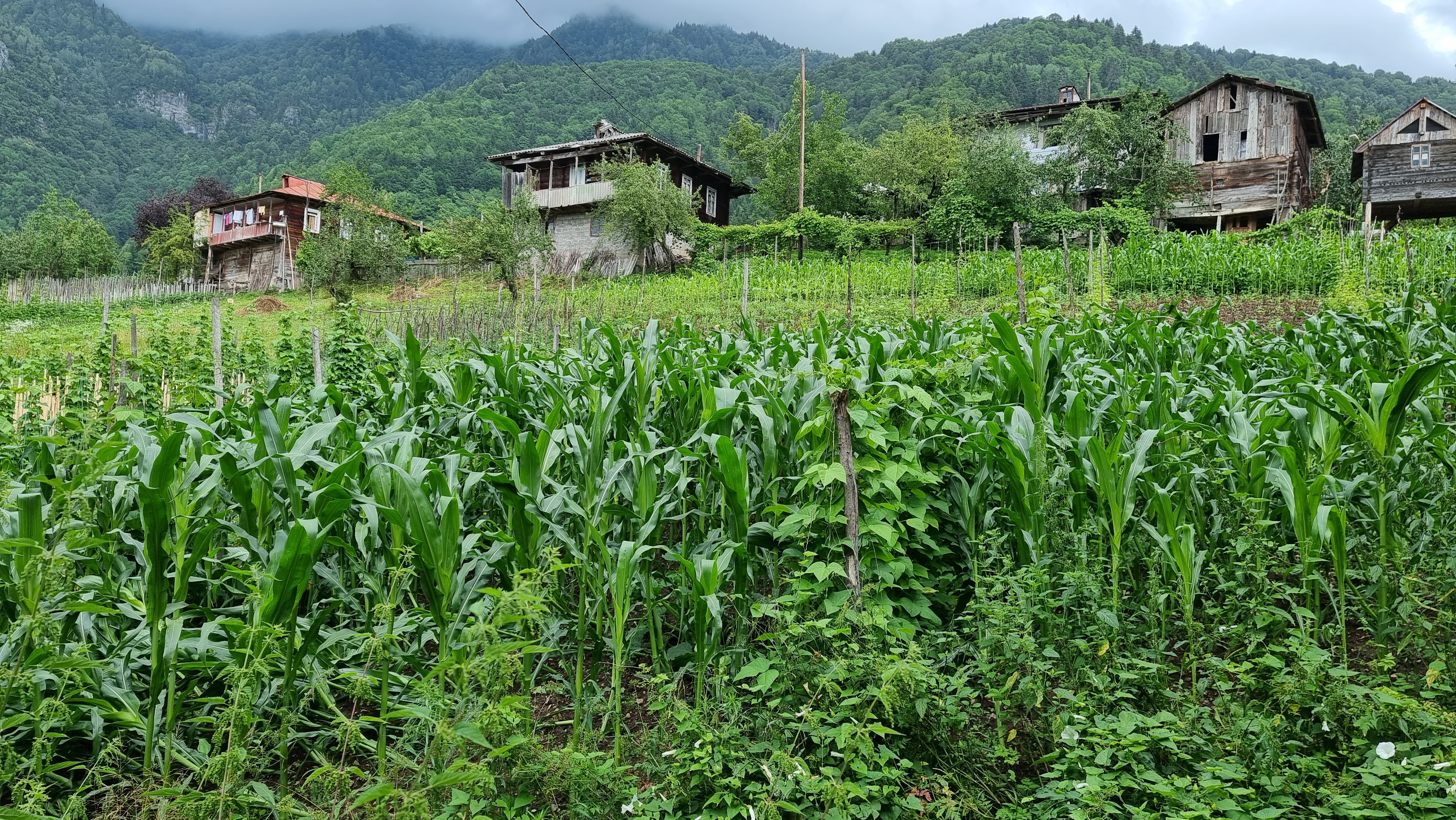 Tracing the link between Climate Justice Action and the NDCs in Georgia